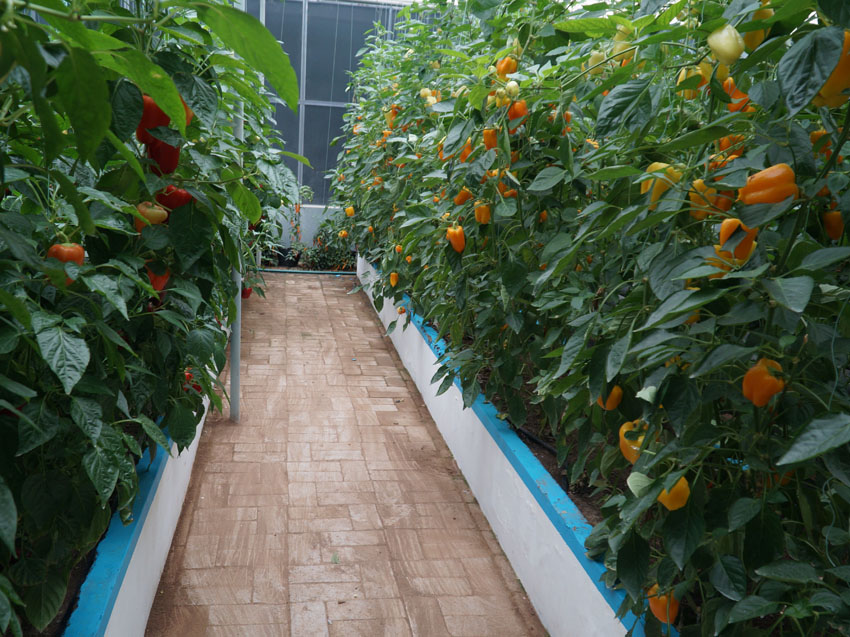 槽式基質(zhì)栽培 槽式基質(zhì)栽培