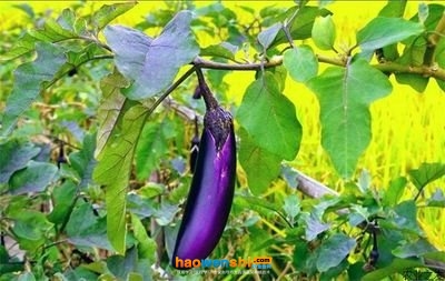 遼茄7號(hào) 遼茄7號(hào)