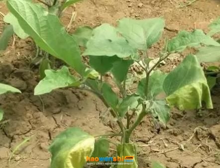 黃萎病植株 黃萎病植株