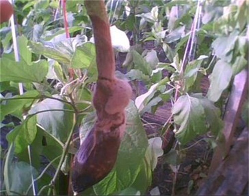 茄子灰霉病.jpg 茄子灰霉病.jpg