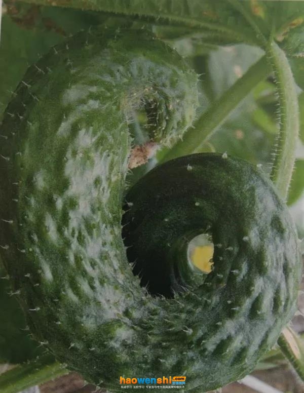 彎曲瓜.jpg 彎曲瓜.jpg