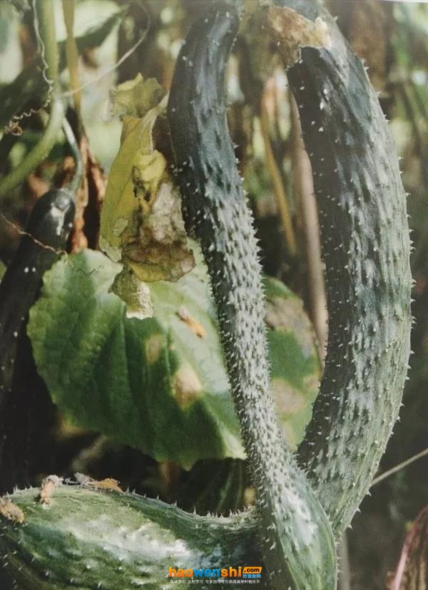 蜂腰瓜.jpg 蜂腰瓜.jpg