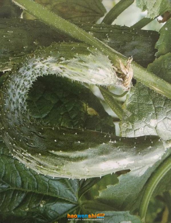 鉤子瓜.jpg 鉤子瓜.jpg