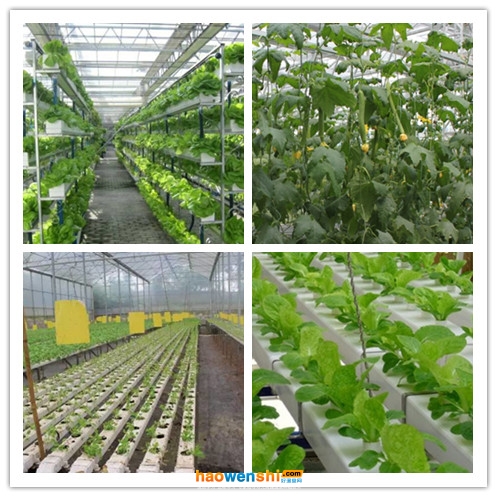 營養(yǎng)液膜.jpg 營養(yǎng)液膜.jpg