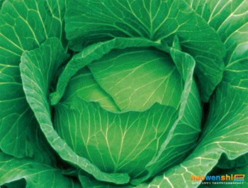 甘藍(lán) 甘藍(lán)