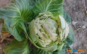 甘藍(lán)裂球.jpg 甘藍(lán)裂球.jpg