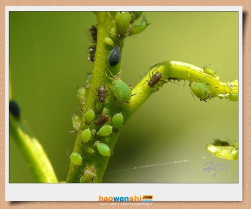蚜蟲.jpg 蚜蟲.jpg