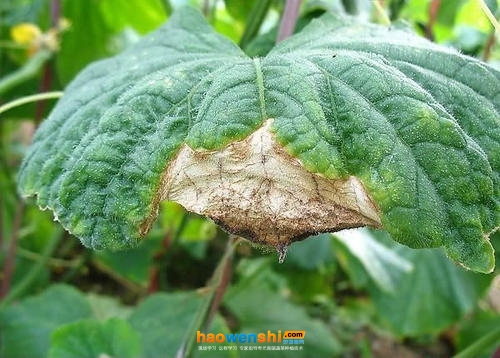 黃瓜灰霉病.jpg 黃瓜灰霉病.jpg