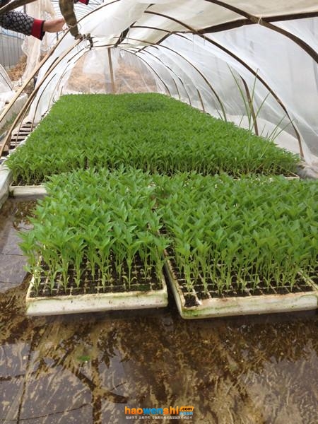 茄子漂浮育苗.jpg 茄子漂浮育苗.jpg