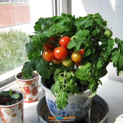 西紅柿.jpg 西紅柿.jpg