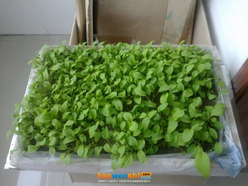 小油菜.jpg 小油菜.jpg