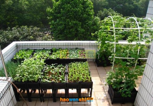 陽臺(tái)蔬菜 .jpg 陽臺(tái)蔬菜 .jpg