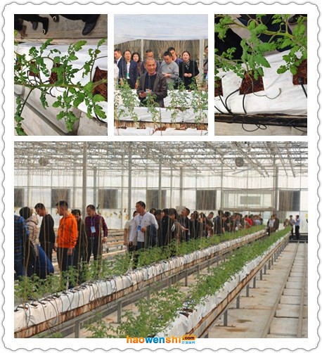 椰糠栽培.jpg 椰糠栽培.jpg