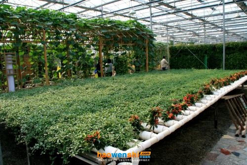 管道式水培.jpg 管道式水培.jpg