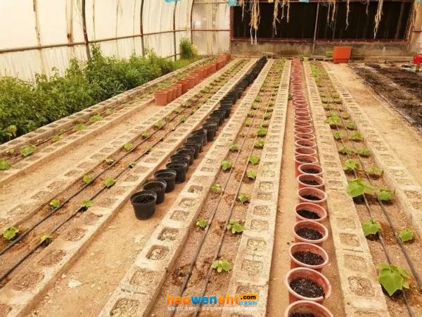 在沙漠中做無土栽培.jpg 在沙漠中做無土栽培.jpg