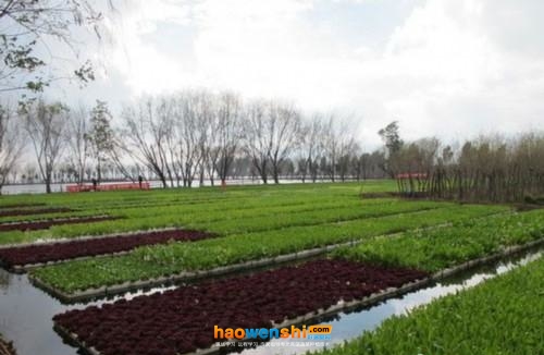 水上有機蔬菜種植.jpg 水上有機蔬菜種植.jpg