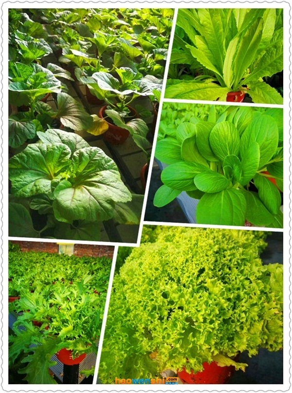 盆栽蔬菜.jpg 盆栽蔬菜.jpg