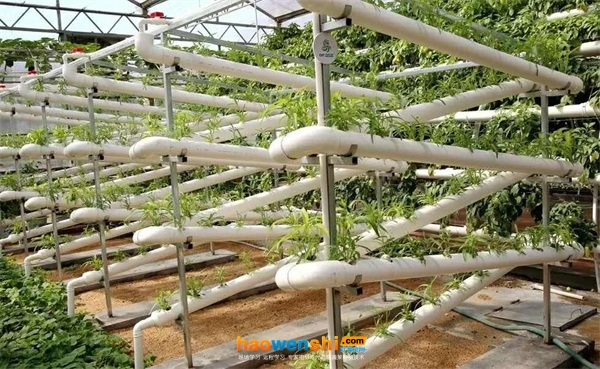 管道栽培.jpg 管道栽培.jpg