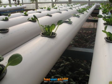 水培油菜.jpg 水培油菜.jpg