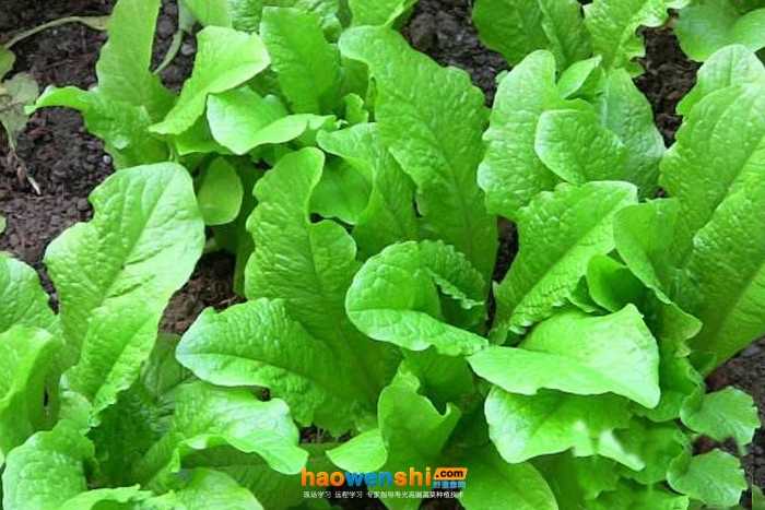 萵苣.jpg