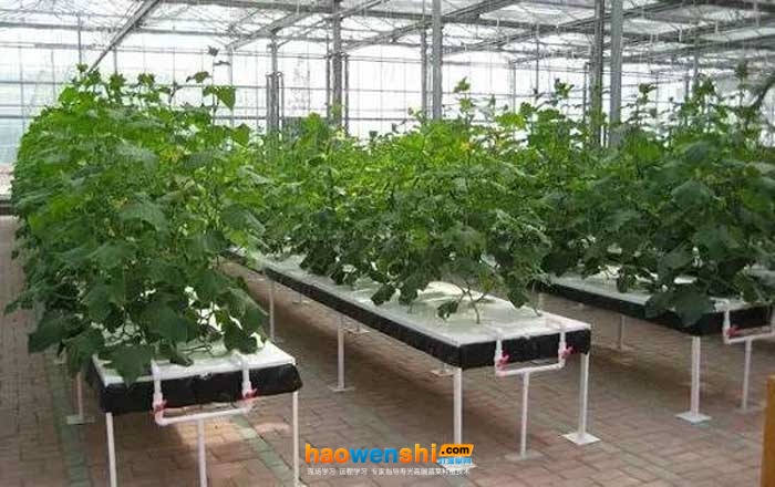 營(yíng)養(yǎng)液膜栽培 (1).jpg