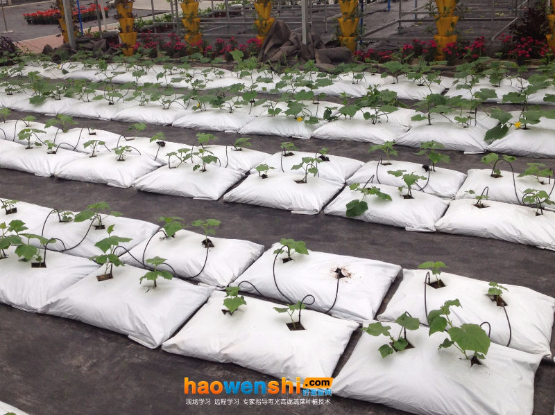 袋式栽培.JPG