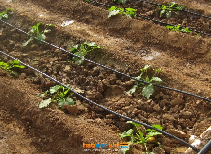 滴灌帶.jpg 滴灌帶.jpg