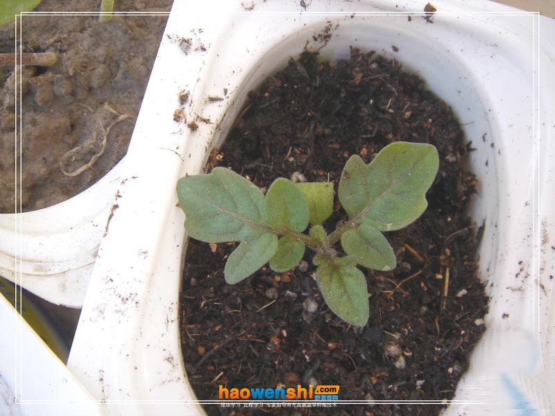 番茄苗.jpg 番茄苗.jpg