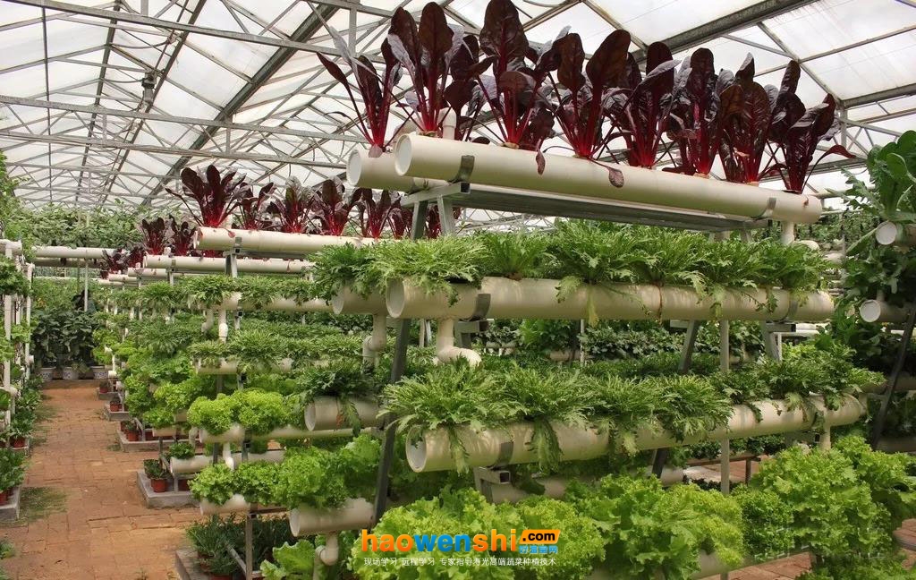 立體、墻體式無土栽培模式3.jpg