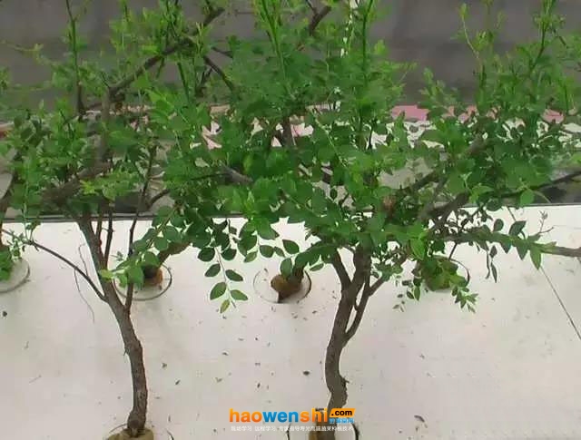 棗霧培生長發(fā)育同樣良好，無不適反應.jpg