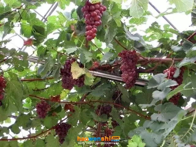 霧培葡萄外觀品質(zhì)皆優(yōu).jpg