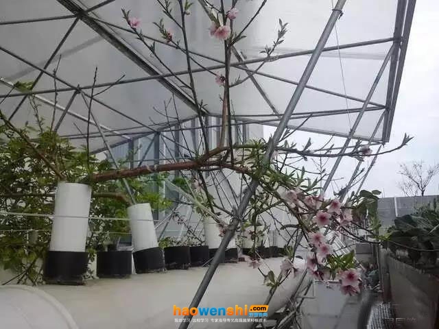 定植一年已開花結(jié)果的管道化氣霧栽培油桃.jpg