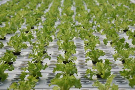 水培葉菜.jpg