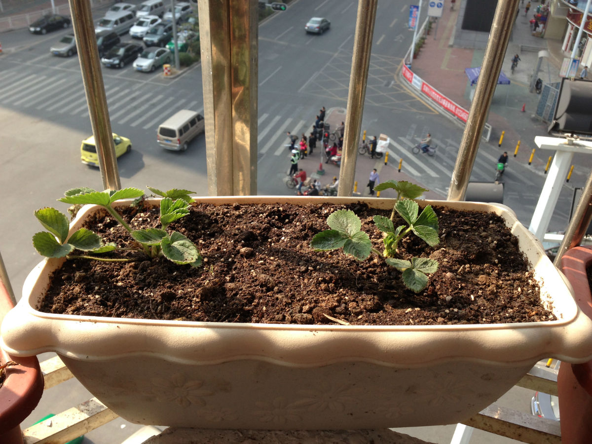 固體基質(zhì)栽培草莓1.JPG 固體基質(zhì)栽培草莓1.JPG