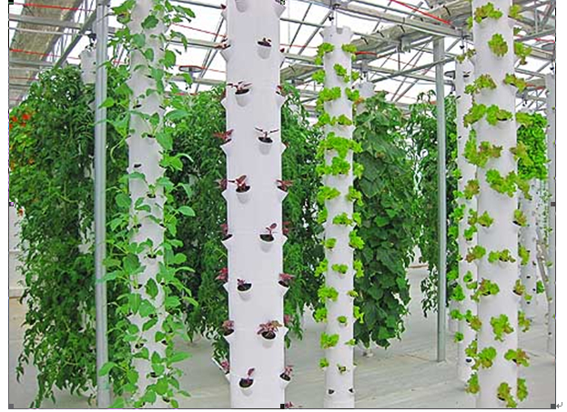 立柱栽培.jpg 立柱栽培.jpg