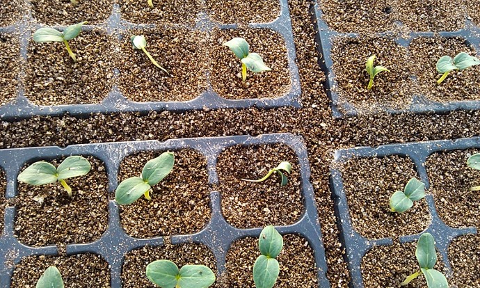 穴盤(基質(zhì))育苗.jpg 穴盤(基質(zhì))育苗.jpg