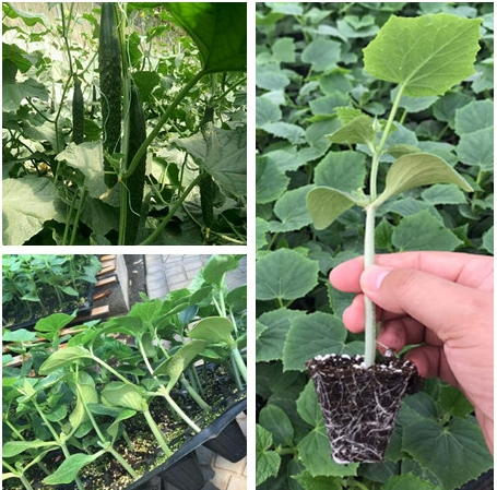 穴盤(基質(zhì))育苗.jpg 穴盤(基質(zhì))育苗.jpg