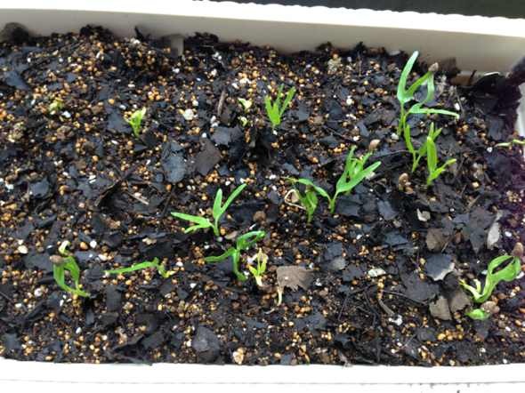 無(wú)土栽培育苗