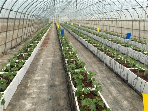 無(wú)土栽培迷你黃瓜.jpg 無(wú)土栽培迷你黃瓜.jpg