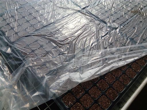 穴盤育苗.jpg 穴盤育苗.jpg