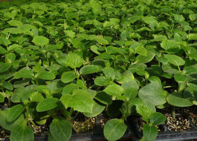 穴盤育苗.jpg 穴盤育苗.jpg