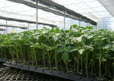 育苗.jpg 育苗.jpg