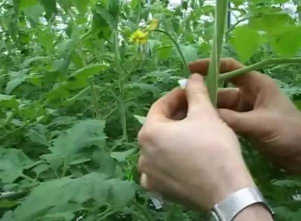 整枝.jpg 整枝.jpg