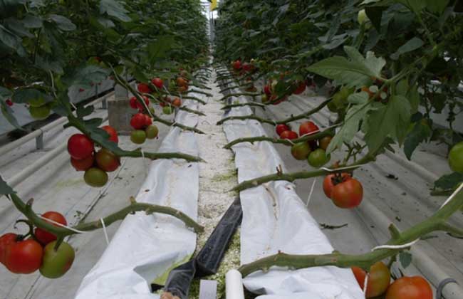 基質(zhì)栽培.jpg 基質(zhì)栽培.jpg