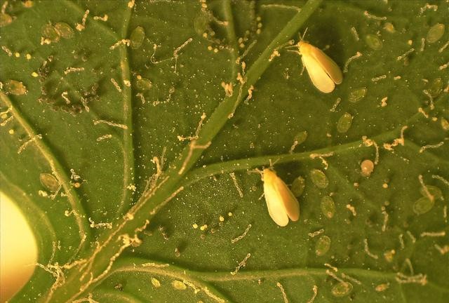 蚜蟲.jpg 蚜蟲.jpg