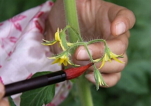 人工授粉.jpg 人工授粉.jpg