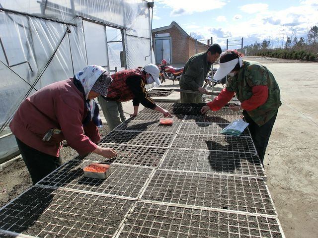 播種.jpg 播種.jpg