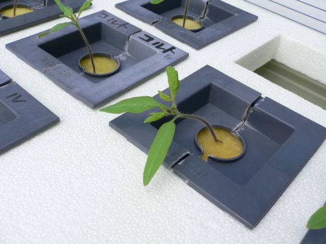 水培育苗.jpg 水培育苗.jpg