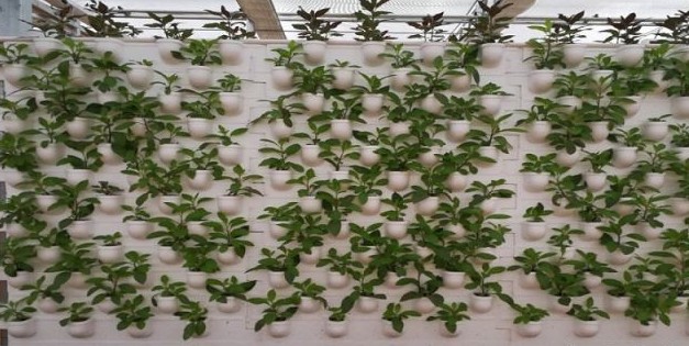 葉菜墻體基質(zhì)栽培.jpg 葉菜墻體基質(zhì)栽培.jpg