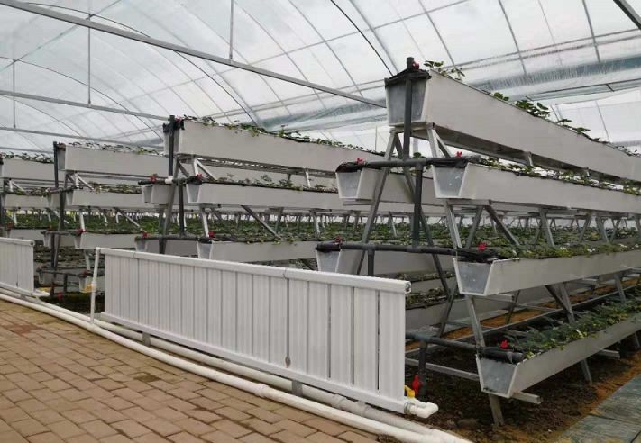 草莓A字架基質(zhì)栽培.jpg 草莓A字架基質(zhì)栽培.jpg